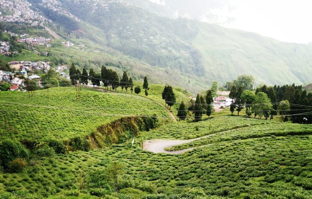 Happy Valley Tea Estate